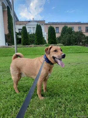 Риччи, преданный своими хозяевами, в поисках семьи