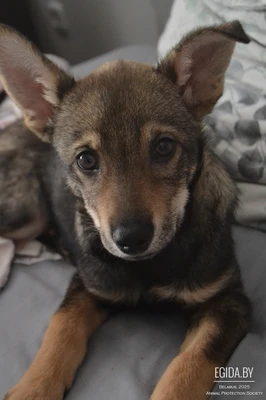 Отдаем собаку в хорошие руки