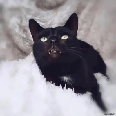 Котик Пантерёнок в добрые руки