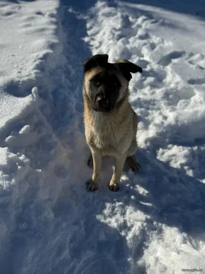 Спокойный, ласковый, добрый пес-подросток ищет свой дом!