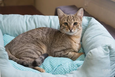 Котёнок /кошка в дар