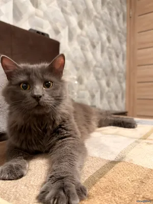 Срочно кошка в добрые руки.