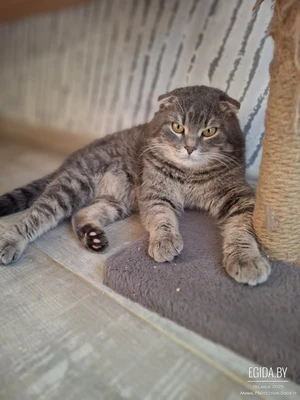 Вислоухий шотландский котик Шотти, спасённый с улицы в ураган, в поисках семьи