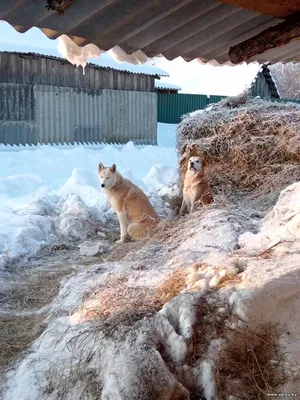 Зслайка сука и русский гончак кобель под Глускомк