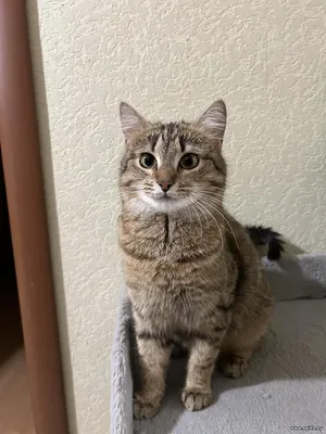 Лилу ждёт любящих хозяев