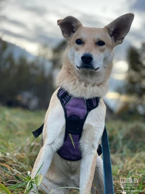 милая Шуня ищет свою семью