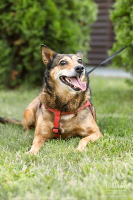 Герда, небольшая 40 см, молодая собака, приучена к выгулу, добрая, в поисках семьи