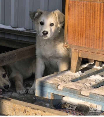 Щенки в дар