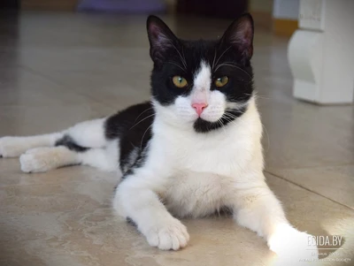 Макс-ласковый котенок подросток, 7 мес, в поисках семьи