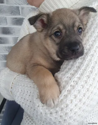 Спасеныш Арес ищет дом