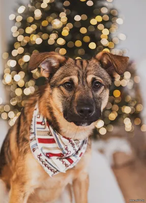 Стефан станет верным другом