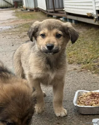 Щенки в дар