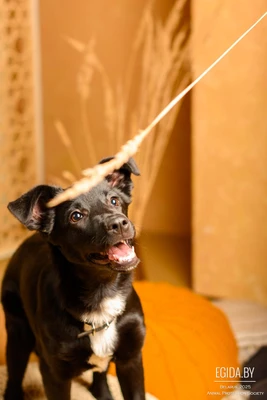 Жужа ищет дом!