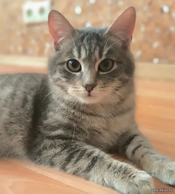 Масик ищет родителей