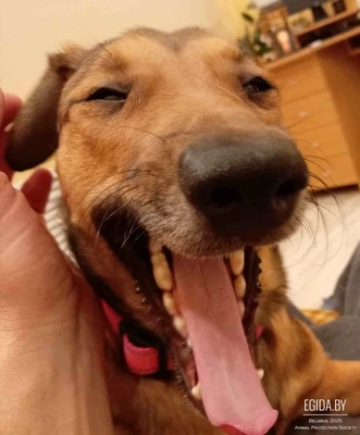 Найдена собака