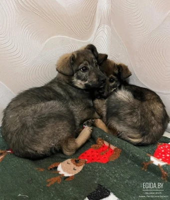 щенки ищут свои семьи