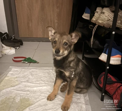 Отдаем собаку в хорошие руки