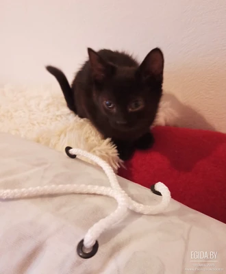 Котенок черный в дар