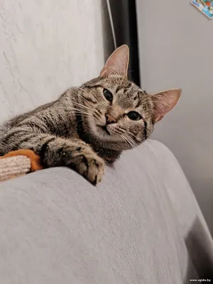 Котик Брюс ищет дом!