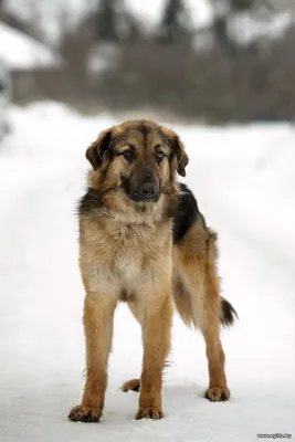 Джек, 2 года, ищет дом!