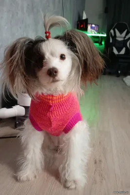 потерялась собака!