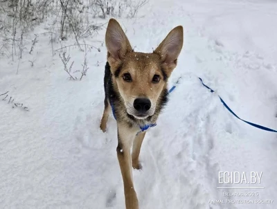 Жучок ждет свою семью