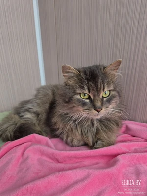 Пушистый, ласковый котик Пушок в поисках семьи