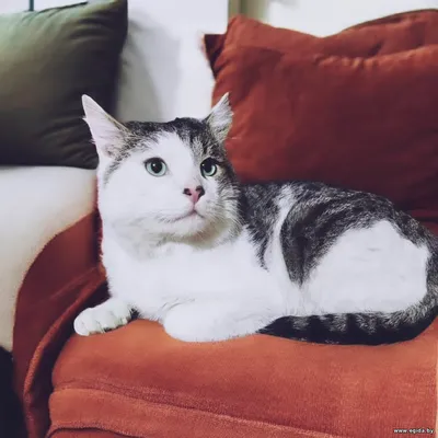 Котик в дар