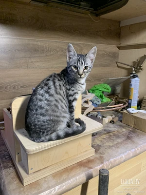 Кот в добрые руки