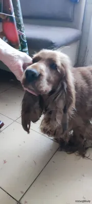 Найден спаниель, девочка. Надет кожаный ошейник.