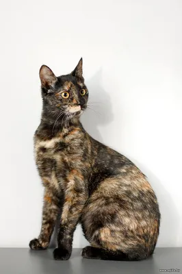 Наоми ждёт любящих хозяев