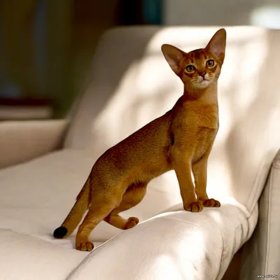 Абиссинский котёнок мальчик