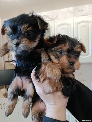 Щенки йоркширского терьера