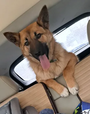 милая девочка щенок ищет семью