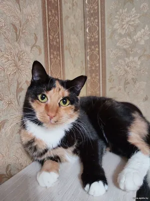 Малышка Лапушка ищет дом!