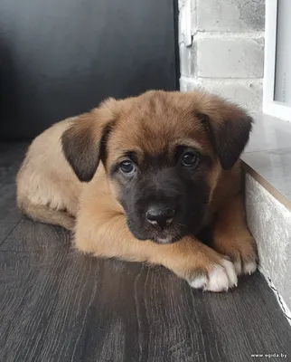 Милая Малибу ждет свою маму