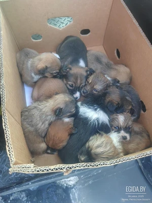 Мегасос! Нашли щенков в лесу! Срочно нужна передержка или дом, в дар