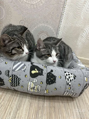 Котята полосатые в дар