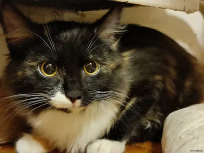 Котенок девочка ищет семью