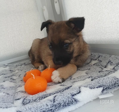 Заводила Арес ждет свою семью