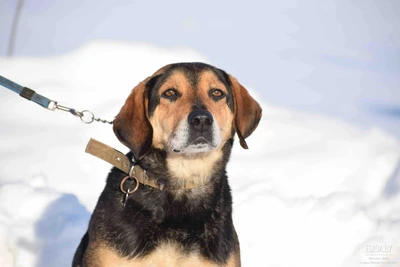 Чак, метис эстонской гончей, умный пёс, в поисках семьи