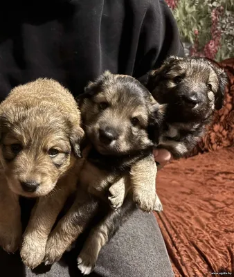 Отдам трёх щенков