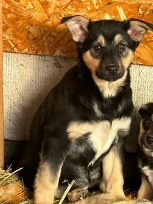 Щенки с кладбища в дар, ищут дома!