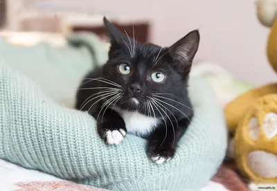 Котенок Тошка в дар