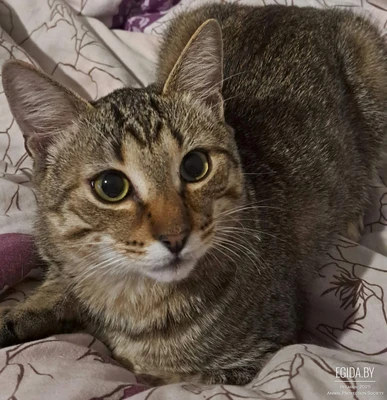 Отдам в добрые руки замечательного котёнка