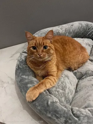 Кошечка в добрые руки