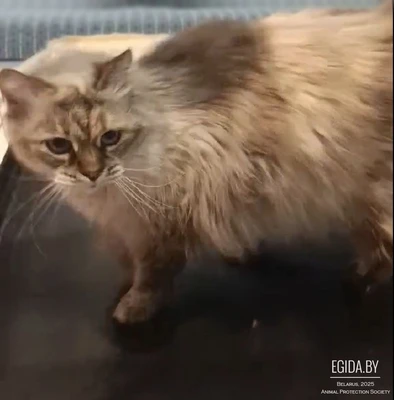 Красавица Кыся ищет дом