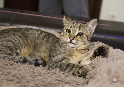 Шакира в дар