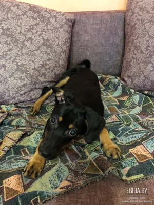 Щенок 4 месяца