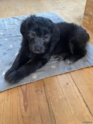 Щенки лабрадора-метиса ищут дом